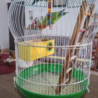 طوطی برزیلی|پرنده|رشت, گیل|دیوار