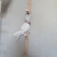 قوره ای پلاکی|پرنده|شیراز, حومه شیراز|دیوار