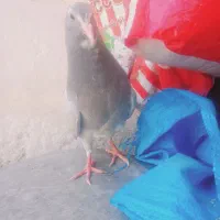 کبوترجوجه نر