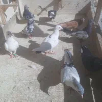 کبوتر رنگه و صید پرشی