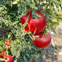 باغ بان و تعویض خاک گلدان ومرتب کردن حیاط وسم پاش