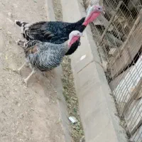 بوقلمون محلی