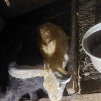 خرگوش بالق|موش و خرگوش|رشت, شهرک صبا|دیوار