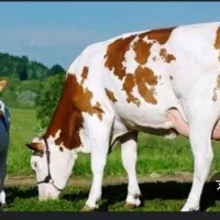 فروش 9 راس تلیسه و یک گاو و گوساله شکم اول