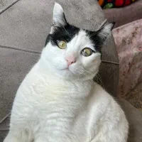 واگذاری رایگان گربه|گربه|شاهین‌شهر, مسکن مهر|دیوار