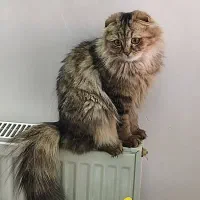 اسکاتیش فولد لانگ هیر|گربه|قم, بنیاد|دیوار