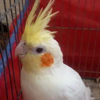 عروس هلندی|پرنده|اهواز, منبع اب|دیوار