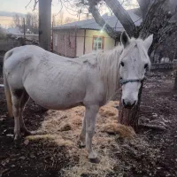 اسب مادیان نژاد کُرد|اسب و تجهیزات اسبسواری|خلخال, |دیوار