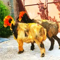 فروش میش بره کهره بز شیشک بختیاری شهر کردی|حیوانات مزرعه|کوار, |دیوار