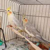 ۱جفت طوطی عروس مولد