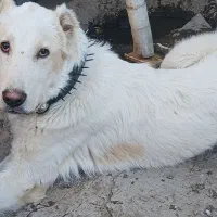 سگ شش ماهه گله ای