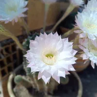 کاکتوس گلدار