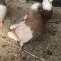 کبوتر نوک قنار سرور