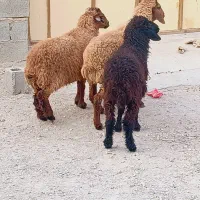 بزندیل میش وبزنر|حیوانات مزرعه|کاکی, |دیوار