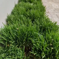 فروش سبزه روز آخر تعداد و تکی با سفال ۲۰ تومان