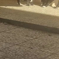 سگ نژاد دار