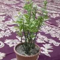گل گیاه