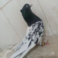 کبوتر کله ای