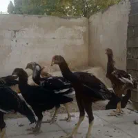 خروس لاری اصل افغان|حیوانات مزرعه|شیراز, شاپورجان|دیوار