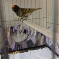 گلبسر.سهره.قناری