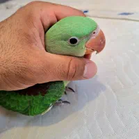 جوجه شاه طوطی
