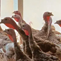 بوقلمون جوان|حیوانات مزرعه|قزوین, |دیوار