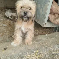 یه جفت سگ‌نرو ماده شیتزو|سگ|گنبد کاووس, |دیوار