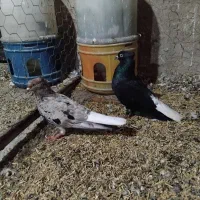 کبوتر رنگی دم سفید