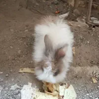 خرگوش های سرحال جوون