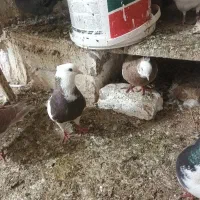 کبوتر طوقی کربلایی و زرد