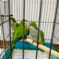 جوجه راهبهای فوق العاده خاص