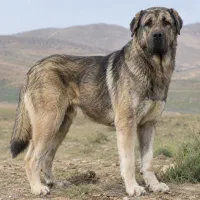 سگ سرابی
