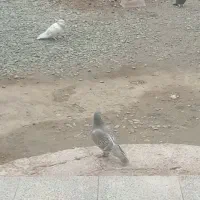 کبوتر قیمت 700تومن قیمت مناسب