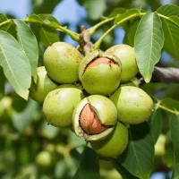 فروش گردو فرنور صادراتی