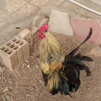 خروس|حیوانات مزرعه|اهواز, کوی علوی|دیوار