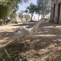 غاز ۵ ماهه|حیوانات مزرعه|خمین, |دیوار