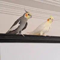 فروش عروس هلندی