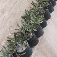 گلدان های طبیعی مینی