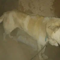 سگ پژدر