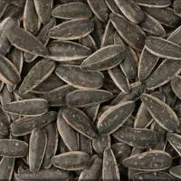 تخمه آفتاب گردان خارجی