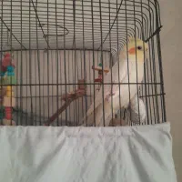 عروس هلندی|پرنده|تهران, شهرک صادقیه|دیوار