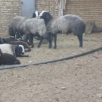 ۳راس قوچ شال درجه یک