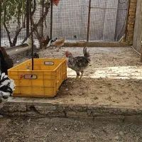 مرغ و خروس گلین قیمت مناسب