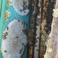 عسل اصل کوهستان