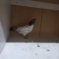 کبوتر پرشی اس|پرنده|بابل, |دیوار