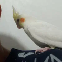 عروس هلندی|پرنده|بیرجند, |دیوار