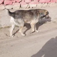 سگ .|سگ|شیروان (خراسان), |دیوار