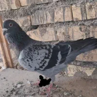 نر پلاکی مقام دار سوسنگرد