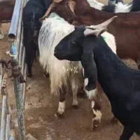 6 راس بز زایده دوقلو با یازده تا بزغاله