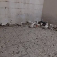 کفتر پلاکی وطوقی